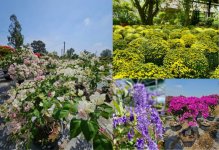 cay-canh-nha-trang-1.jpg