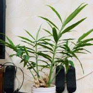 Nguyễn Hùng Phong